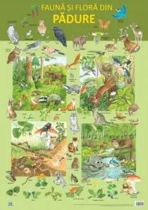Plansa fauna si flora din padure de Nelson Verlag