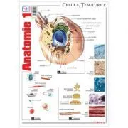 Pliant Anatomie 1 de Florica Mailat