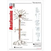 Pliant Anatomie 4 de Florica Mailat