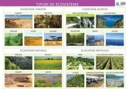 Tipuri de ecosisteme de Florica Alexandrescu