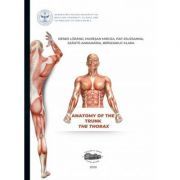 Anatomy of the trunk. The thorax