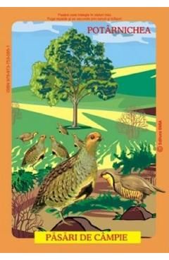 Planse: Pasari din fauna romaniei care traiesc la campie