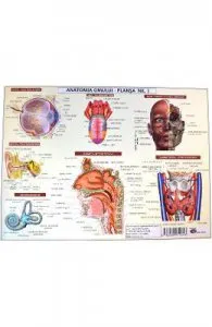 Anatomia omului de plansa nr.1