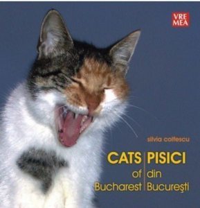 Pisici din Bucuresti