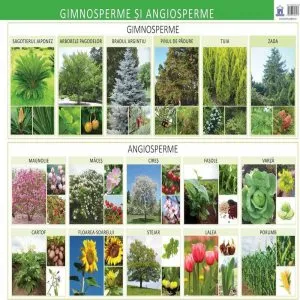 Gimnosperme si angiosperme - plansa de Florica Alexandrescu