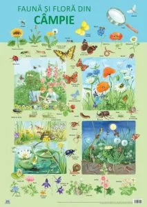 Plansa fauna si flora din campie de Nelson Verlag