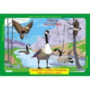 Pasari din fauna Romaniei care traiesc pe langa ape