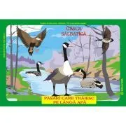Pasari din fauna Romaniei care traiesc pe langa ape de Istina Mirescu