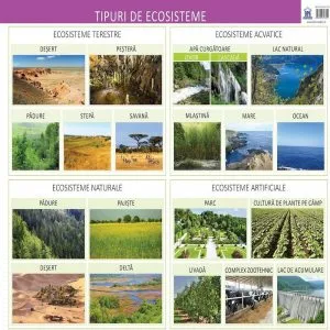 Tipuri de ecosisteme - plansa de Florica Alexandrescu