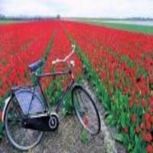 Ghid complet Olanda