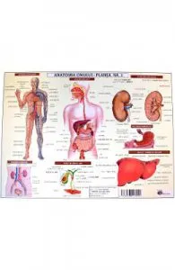 Anatomia omului de plansa nr.2
