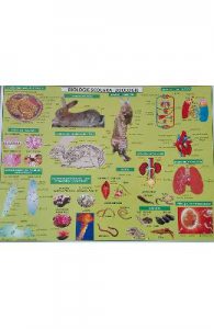 Plansa Biologie scolara