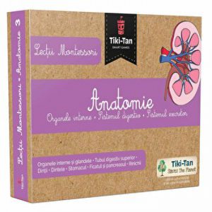 Anatomie. Organe interne. Sitemul digestiv. Sistemul excretor. Lectii Montessori