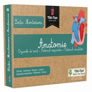 Lectii Montessouri. Anatomie. Organe de simt. Sistemul respirator. Sistemul circulator