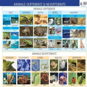 Animale vertebrate si nevertebrate - plansa de Florica Alexandrescu
