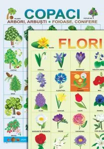 Planșe - Copaci și flori