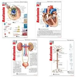 Pachet Pliante Anatomie, volumele 1-4 de Florica Mailat