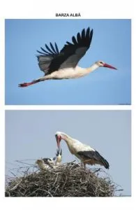 Pasari calatoare de Planse