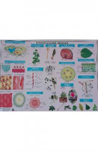 Plansa Biologie scolara