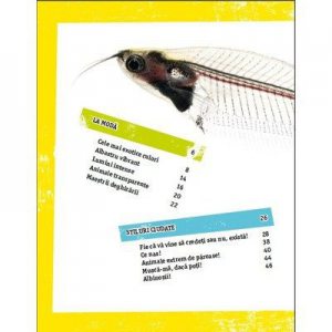 Infatisari Externe