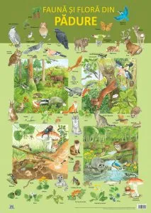 Plansa - Fauna si flora din padure de Nelson Verlag