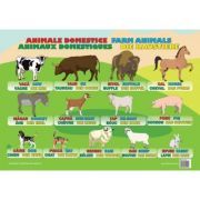 Animale Domestice