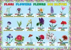 Planșă - Flori