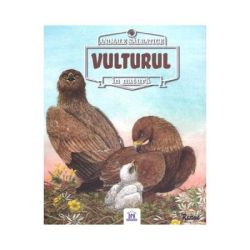 Animale salbatice in natura. Vulturul