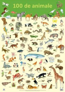 Plansa 100 de animale