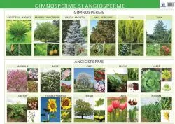 Gimnosperme și angiosperme - Planșă educativă