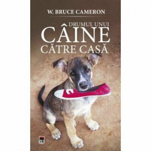 Drumul unui caine catre casa