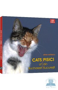 Pisici din bucuresti