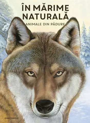 ÎN MARIME NATURALĂ. Animale din pădure (ediție hardcover)
