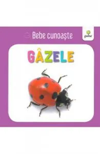 Gazele de Bebe cunoaste