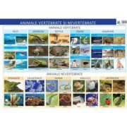 Plansa. Animale vertebrate si nevertebrate