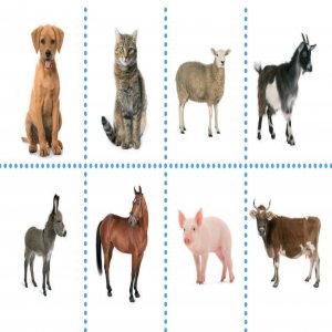 Animale