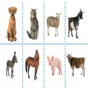 Animale