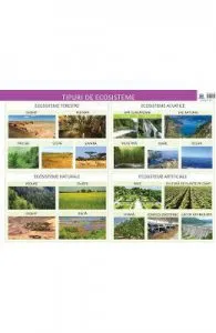 Plansa tipuri de ecosisteme de Florica Alexandrescu