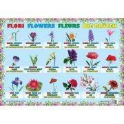 Flori