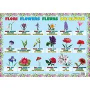 Flori
