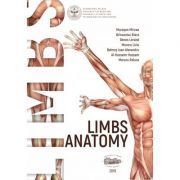 Limbs anatomy