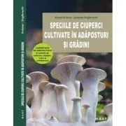 Stareta Rahila, mangaietoarea celor deznadajduiti de Serghei Lebedev