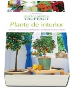 Plante de interior