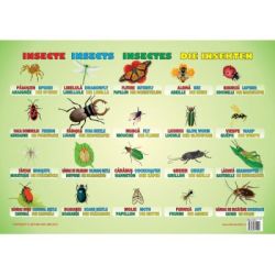 Insecte. Plansa educationala