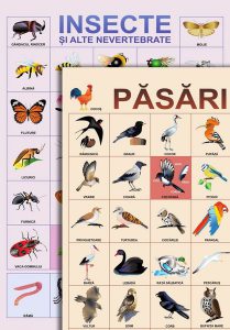 Planșe - Păsări, insecte și alte nevertebrate