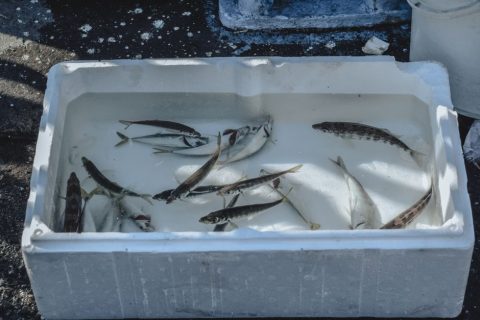 Fish Market
