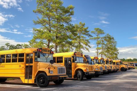 City Buses