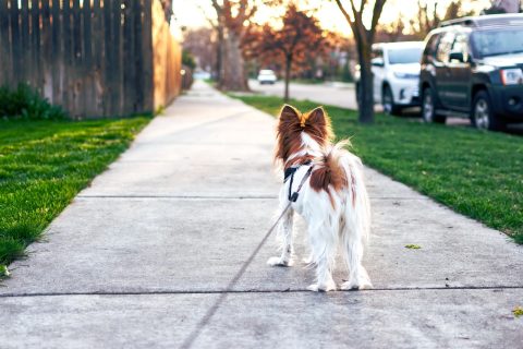Neighborhood Walking Tour