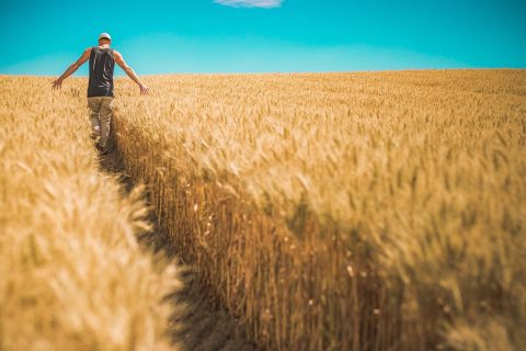 Walking Food Tours