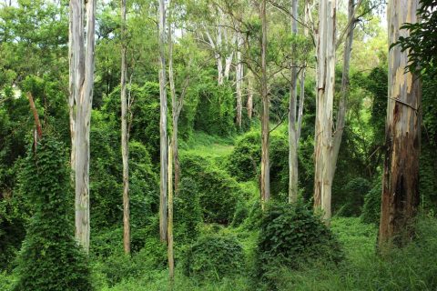 Tamboram Valley Hiking